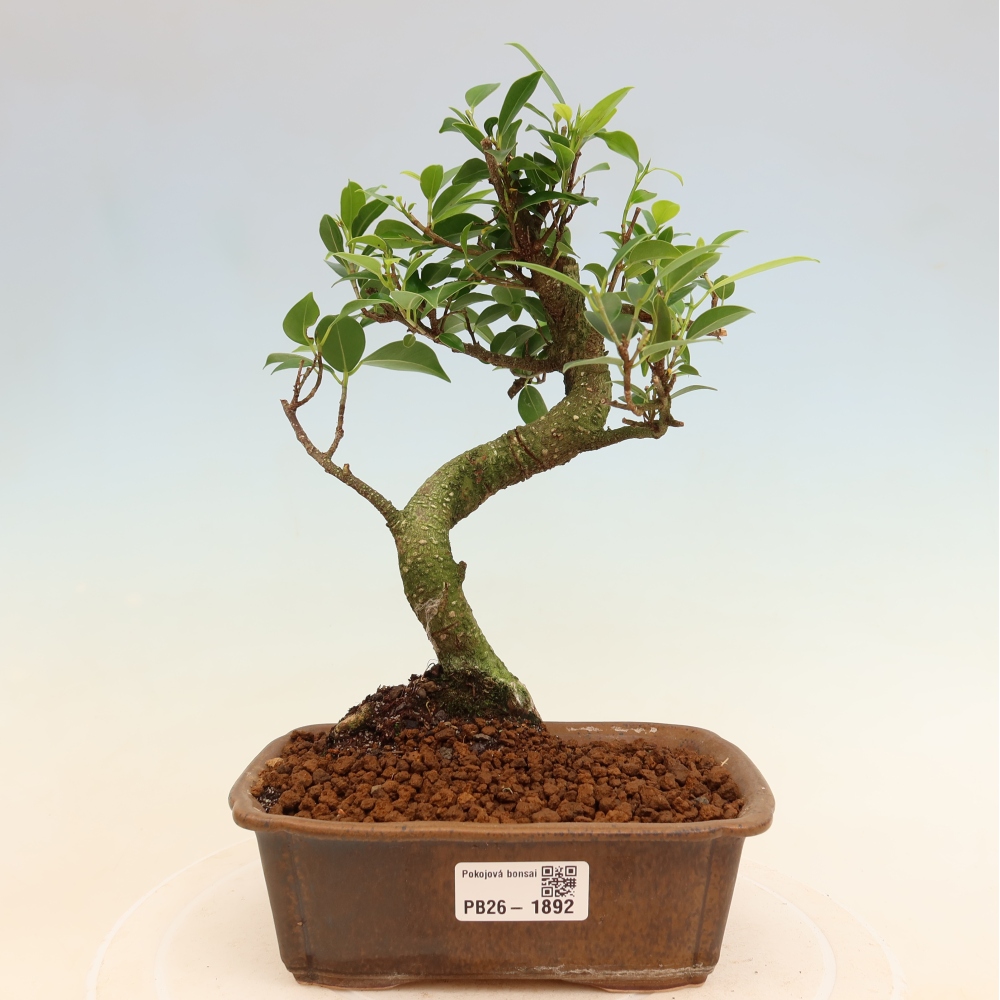 Room bonsai - Ficus retusa - small-leaved ficus
