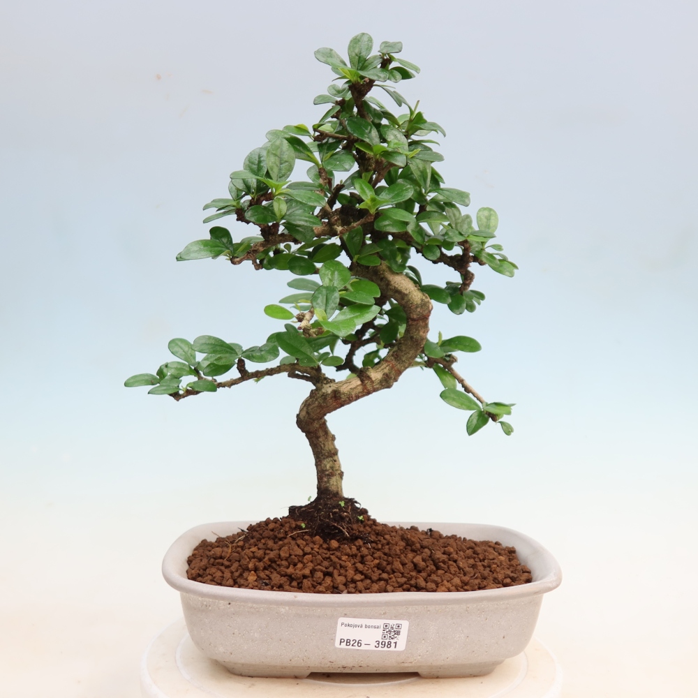 Room bonsai - Carmona macrophylla - Tea fuki