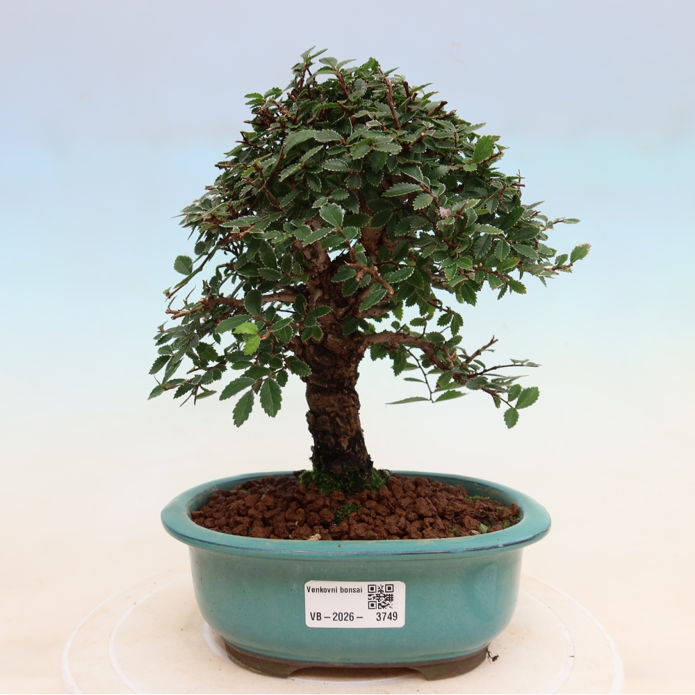 Outdoor bonsai - Zelkova - Zelkova NIRE