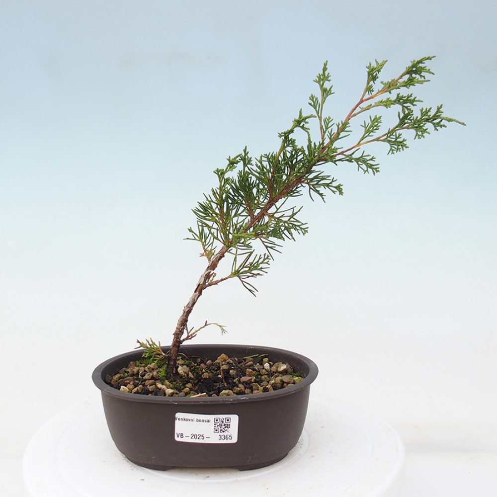 Outdoor bonsai - Juniperus chinensis Itoigawa - Chinese juniper
