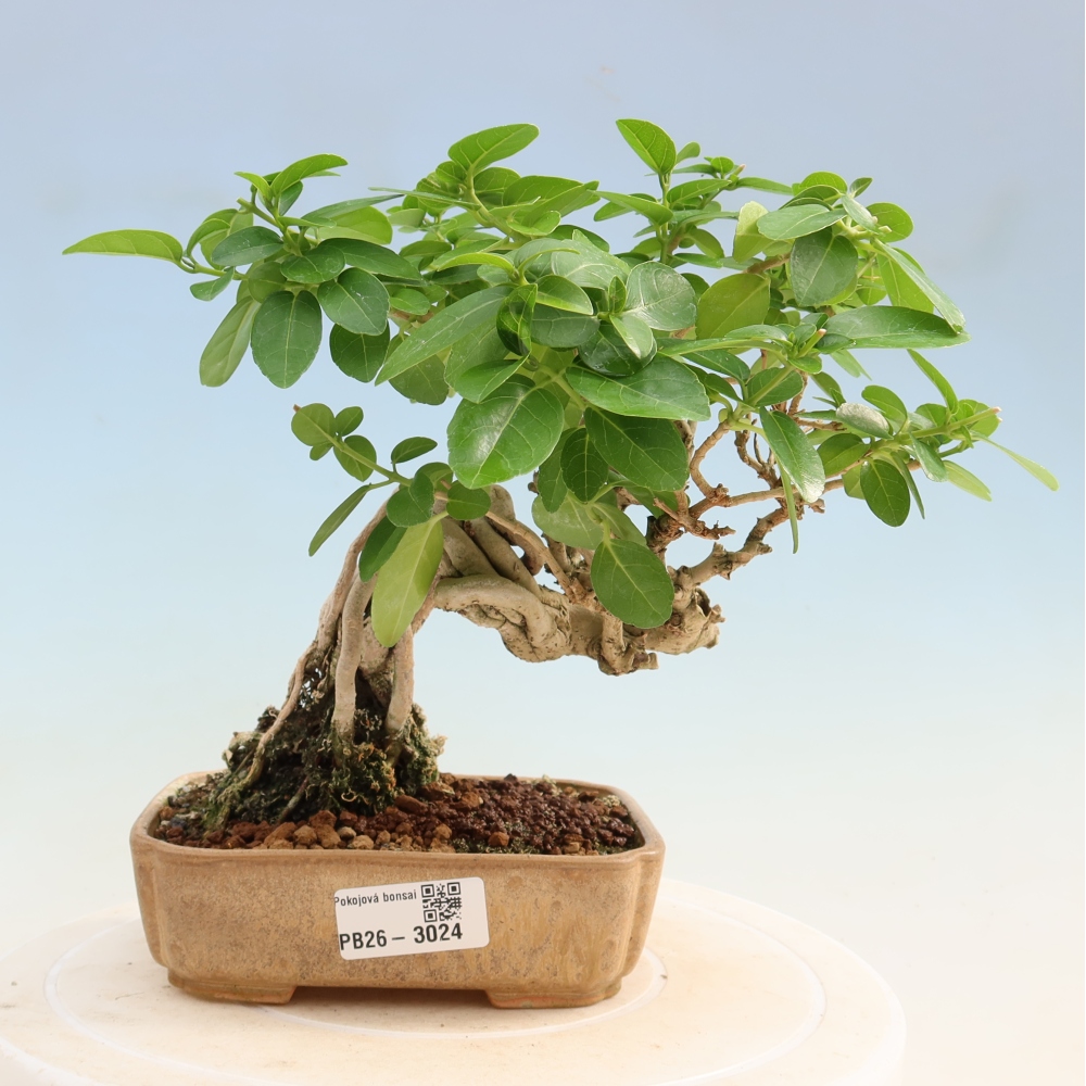Indoor bonsai - Premna serratifolia - Kozlovna malolista