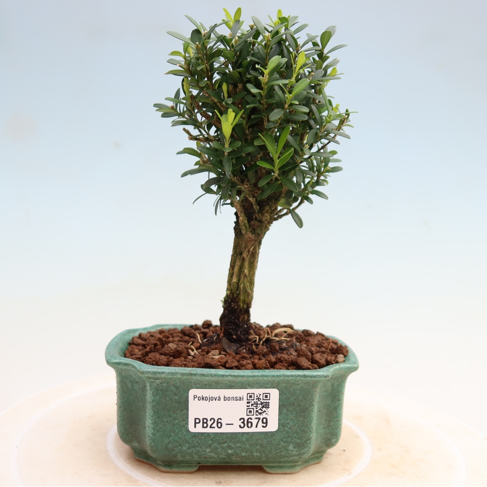 Room bonsai - Buxus harlandii - cork buxus