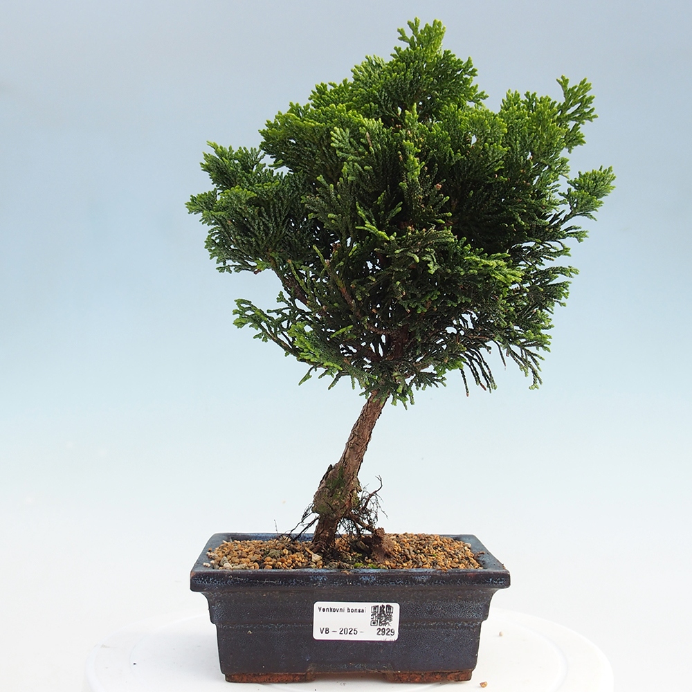 Outdoor bonsai - Cham.pis obtusa Nana Gracilis - Cypress
