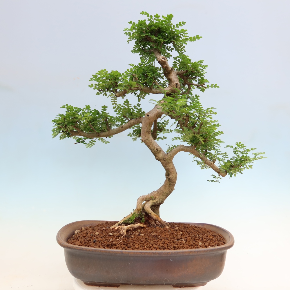 Room bonsai - Zantoxylum piperitum - pepper tree