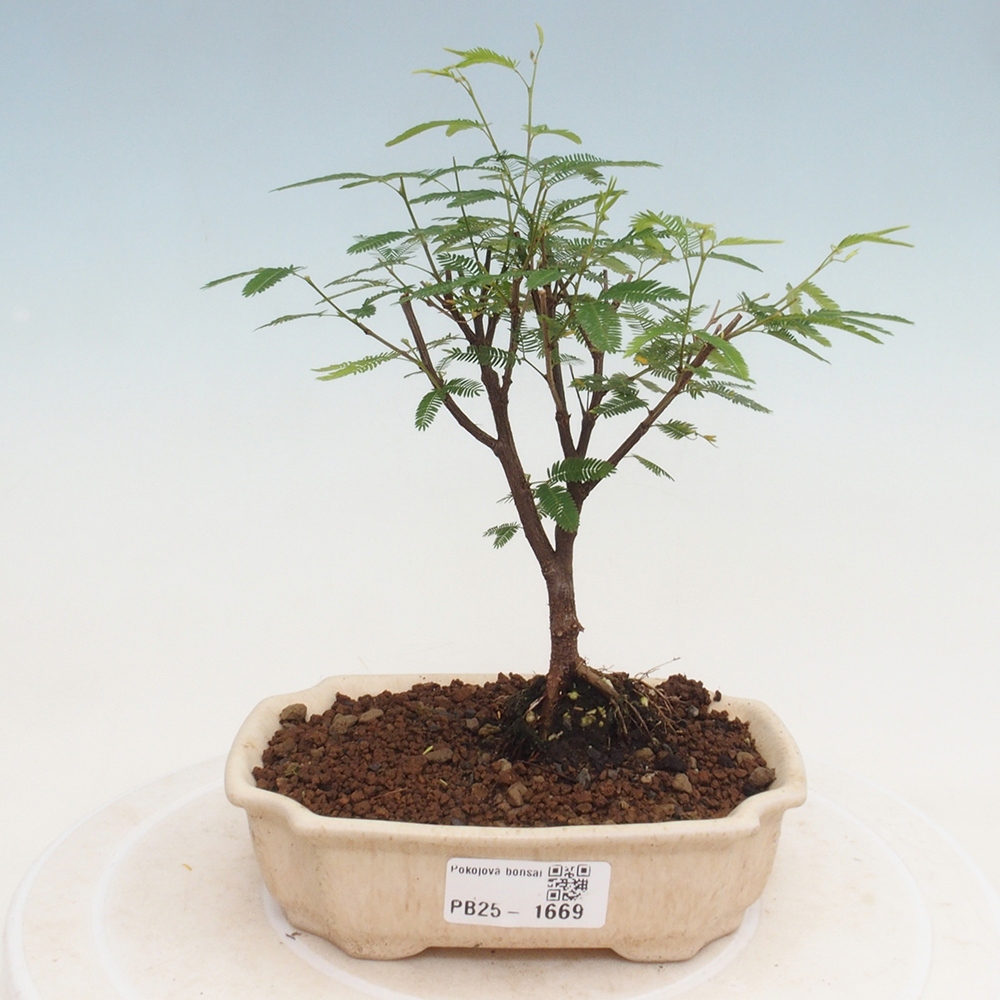 Room bonsai-Calliandra surinamensis Dixie Pink -Kaliandra of Suria