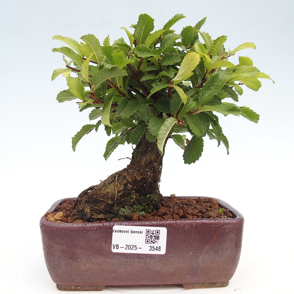 Outdoor bonsai - Zelkova - Zelkova NIRE