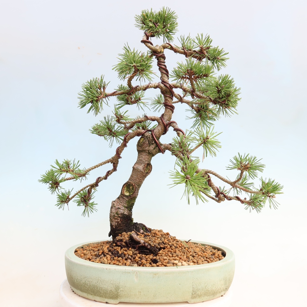 Outdoor Bonsai - Pinus mugo Humpy  - Mountain Pine