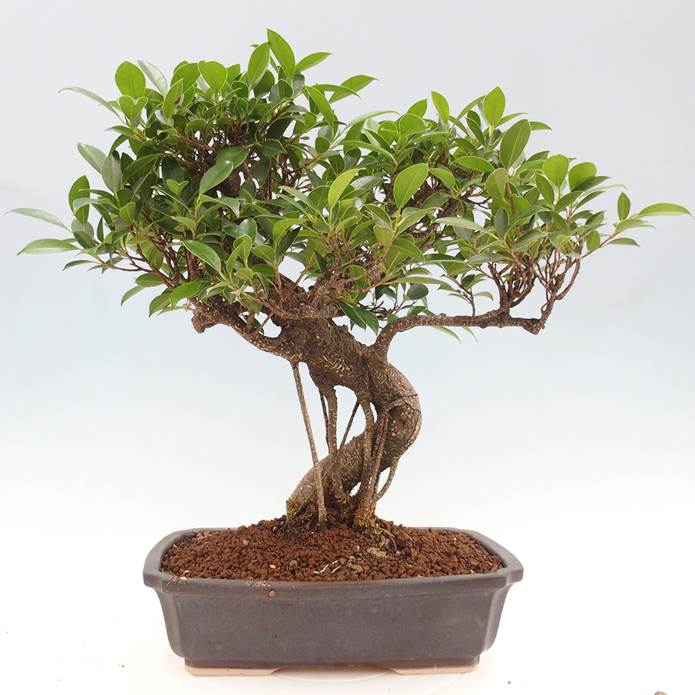 Indoor bonsai - Ficus kimmen - small-leaved ficus