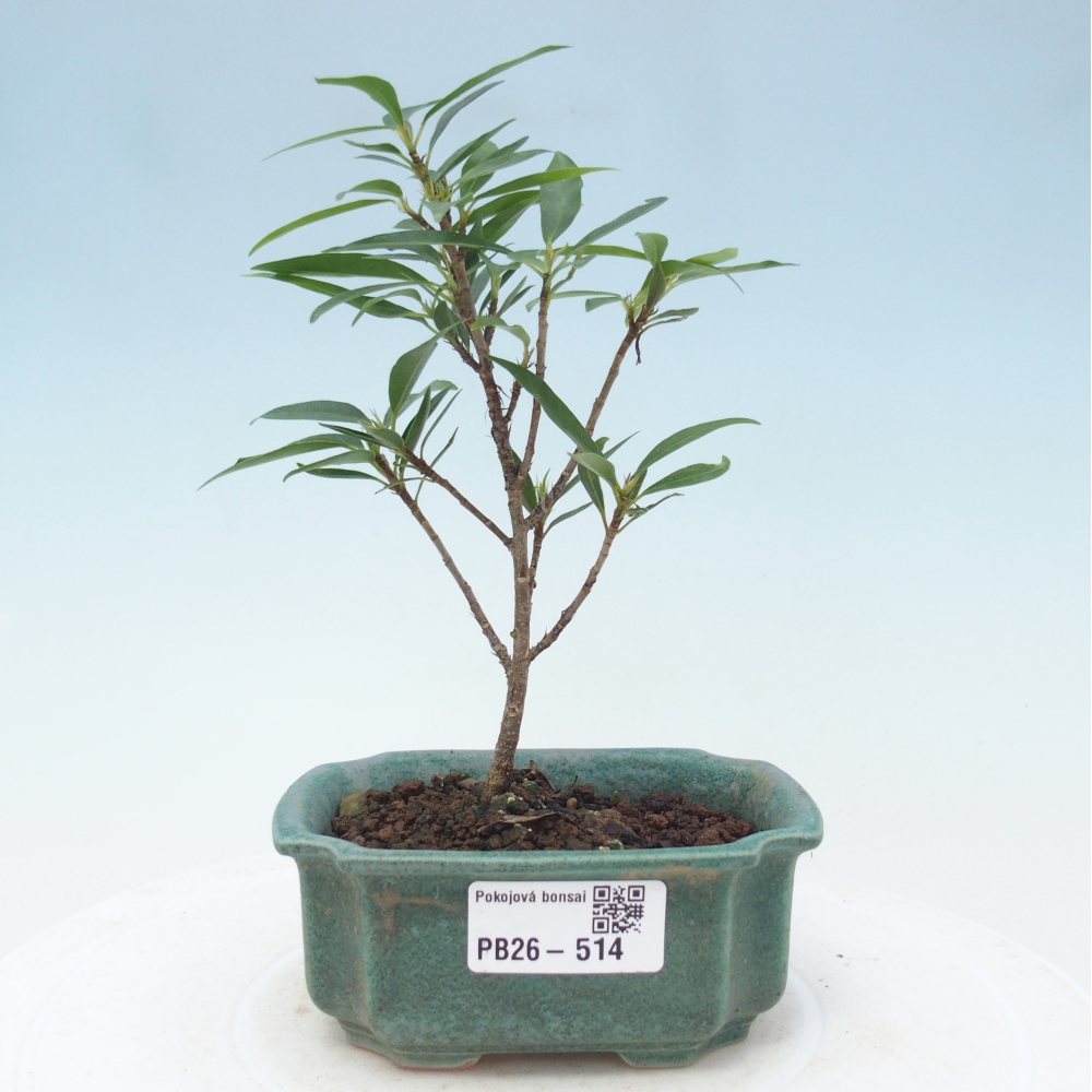 Room bonsai - Ficus nerifolia - small-leaved ficus