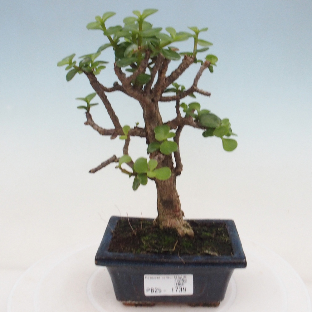 Indoor bonsai - Portulakaria Afra - Tlustice