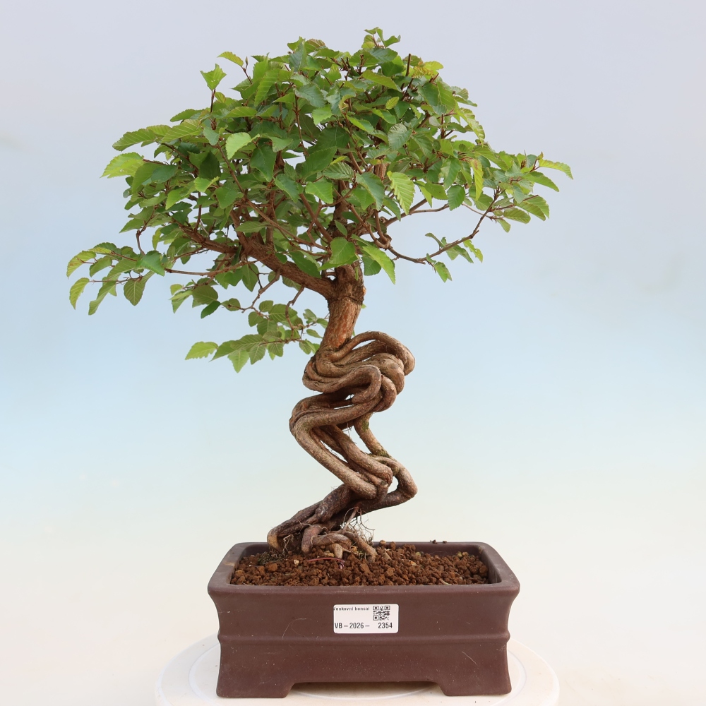 Outdoor bonsai -Carpinus coreana - Korean Hornbeam