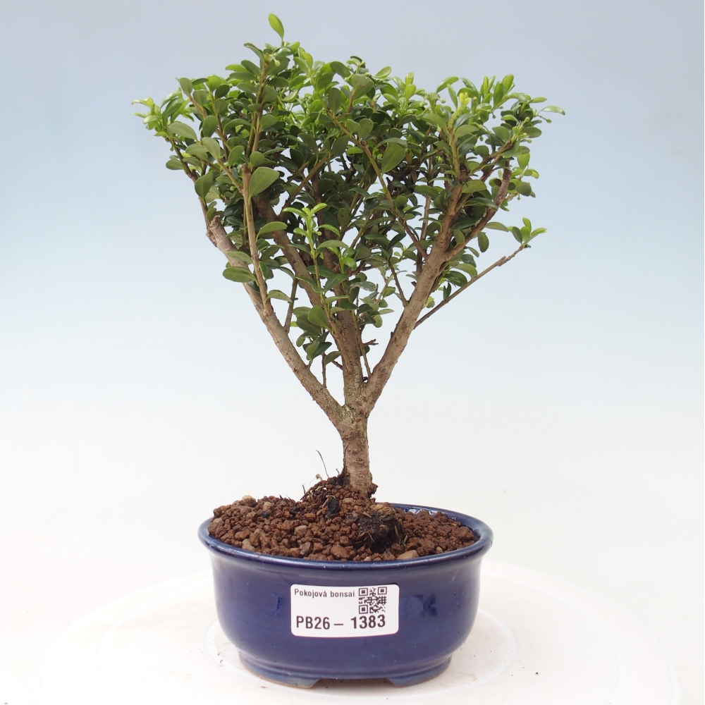 Room bonsai - Ilex crenata - Holly
