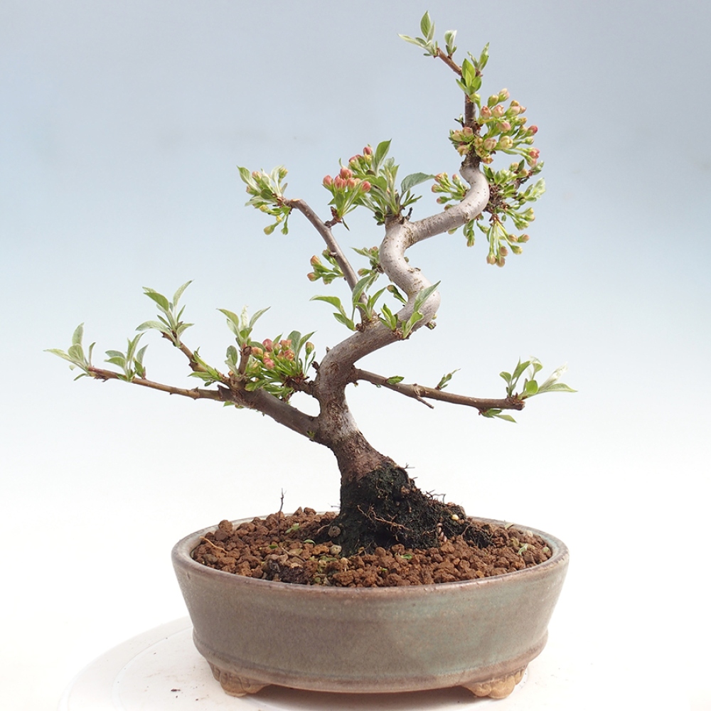 Outdoor bonsai - Malus sargentii - Small-fruited apple tree
