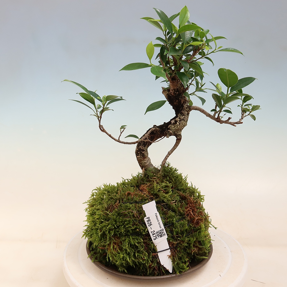 Kokedama with a saucer - small-leaved ficus - Ficus kimmen