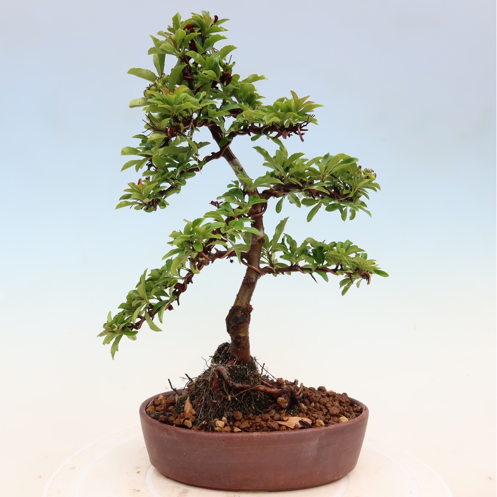 Outdoor Bonsai - Pyracantha teton - Scarlet Firethorn