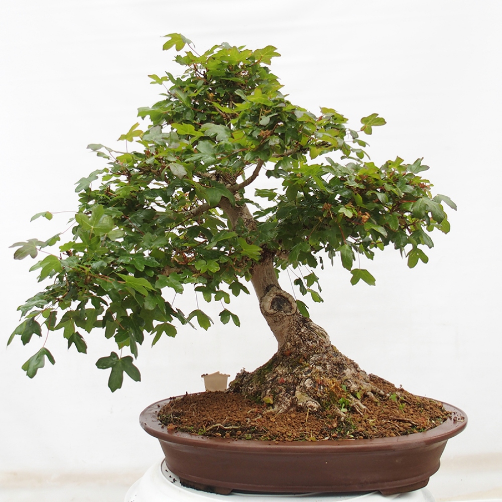 Outdoor bonsai - French Maple - Acer Nonspessulanum