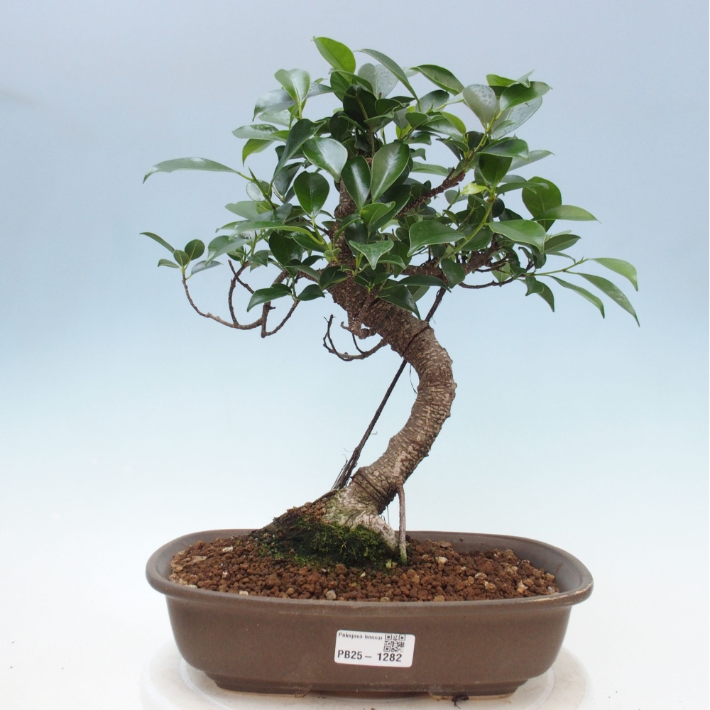 Indoor bonsai - Ficus kimmen - small-leaved ficus