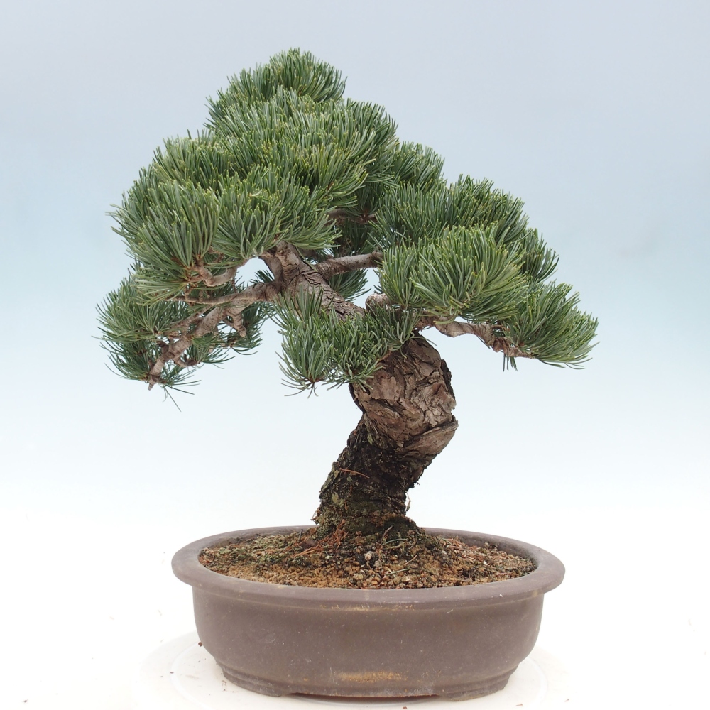 Outdoor bonsai - Pinus parviflora - Small pine tree