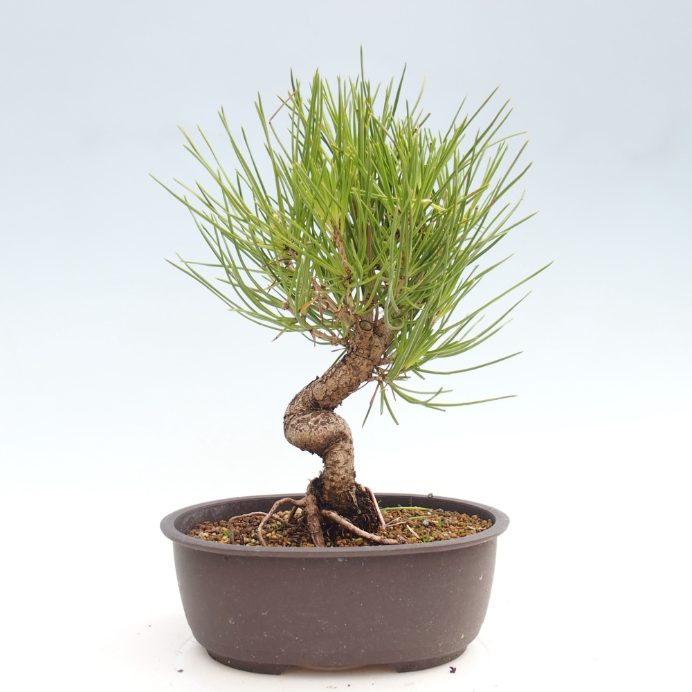 Outdoor bonsai - Pinus thunbergii - Thunbergia pine