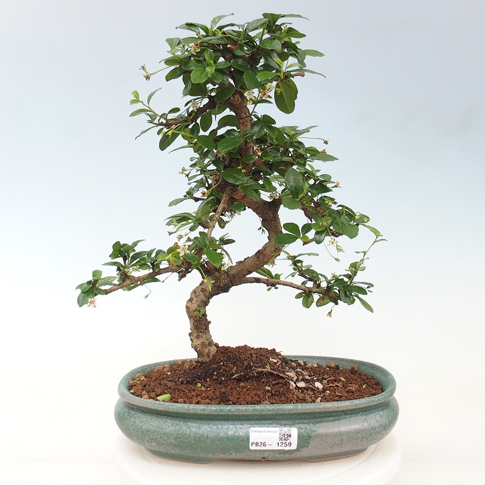 Room bonsai - Carmona macrophylla - Tea fuki