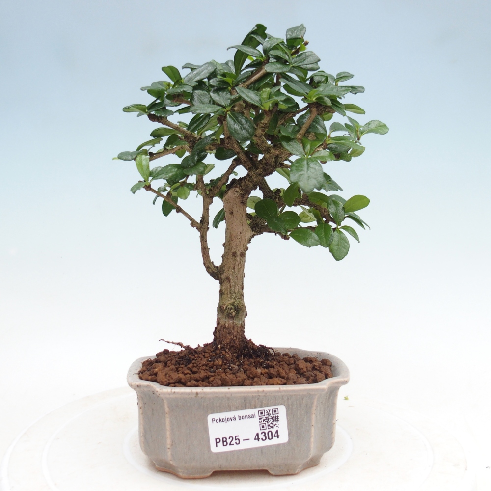 Room bonsai - Carmona macrophylla - Tea fuki