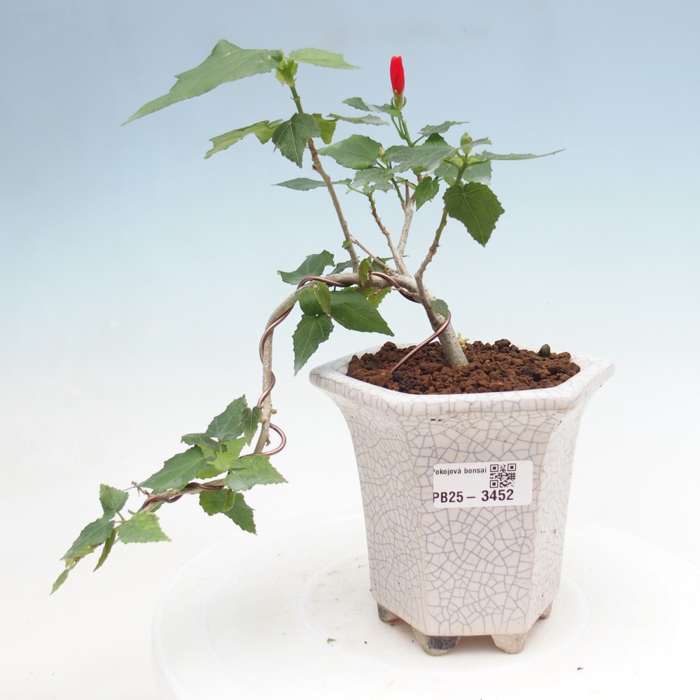 Indoor bonsai - Malvaviscus arboreus