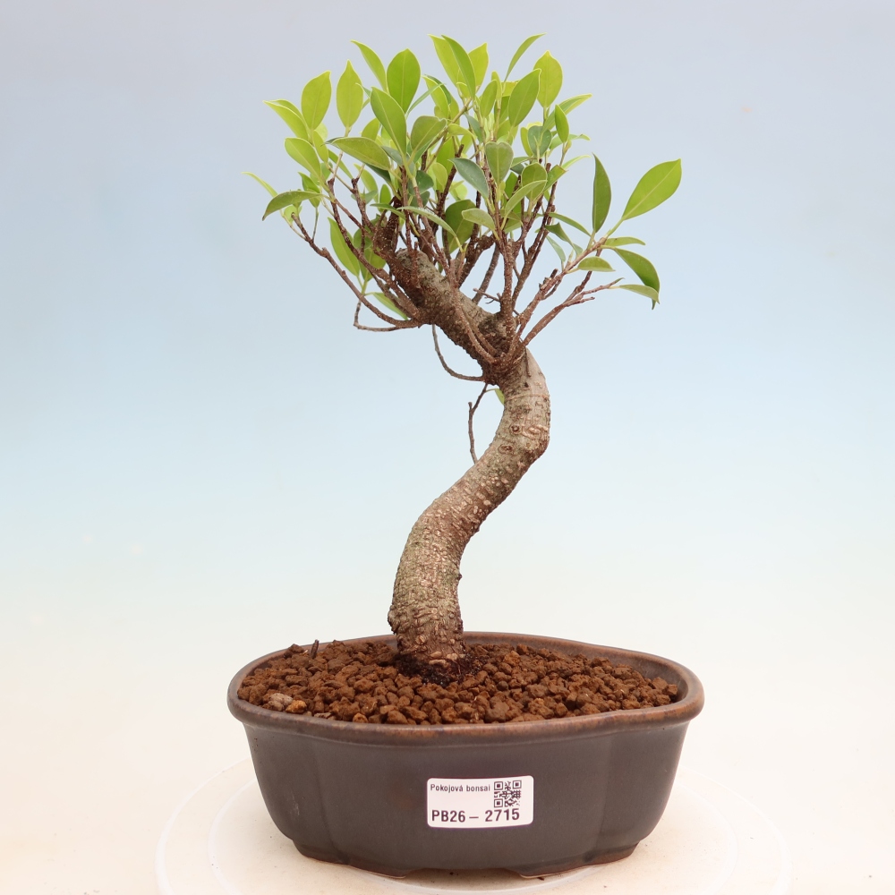 Room bonsai - Ficus kimmen - small-leaved ficus