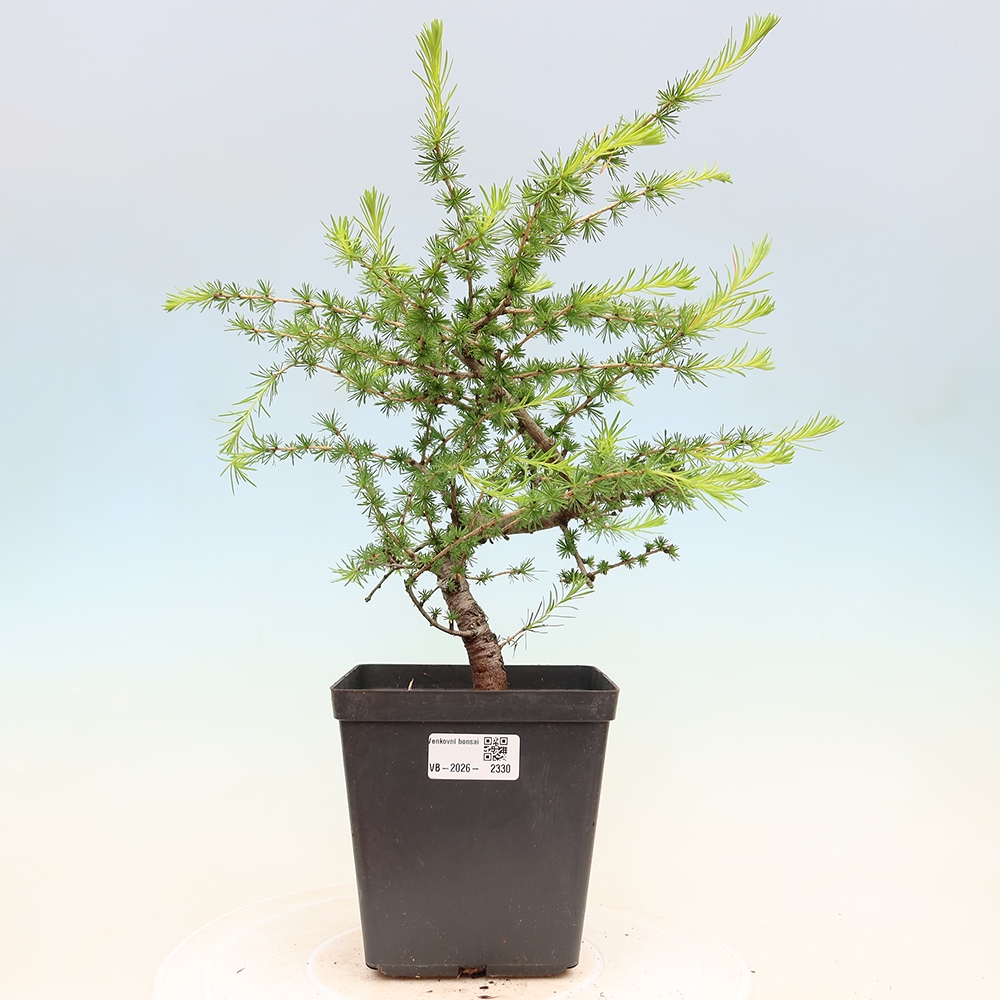 Outdoor bonsai -Larix decidua - Larch