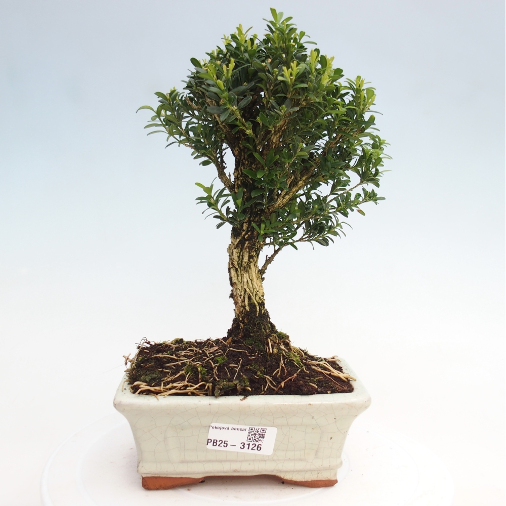 Room Bonsai - Buxus harlandii - Cork boxwood