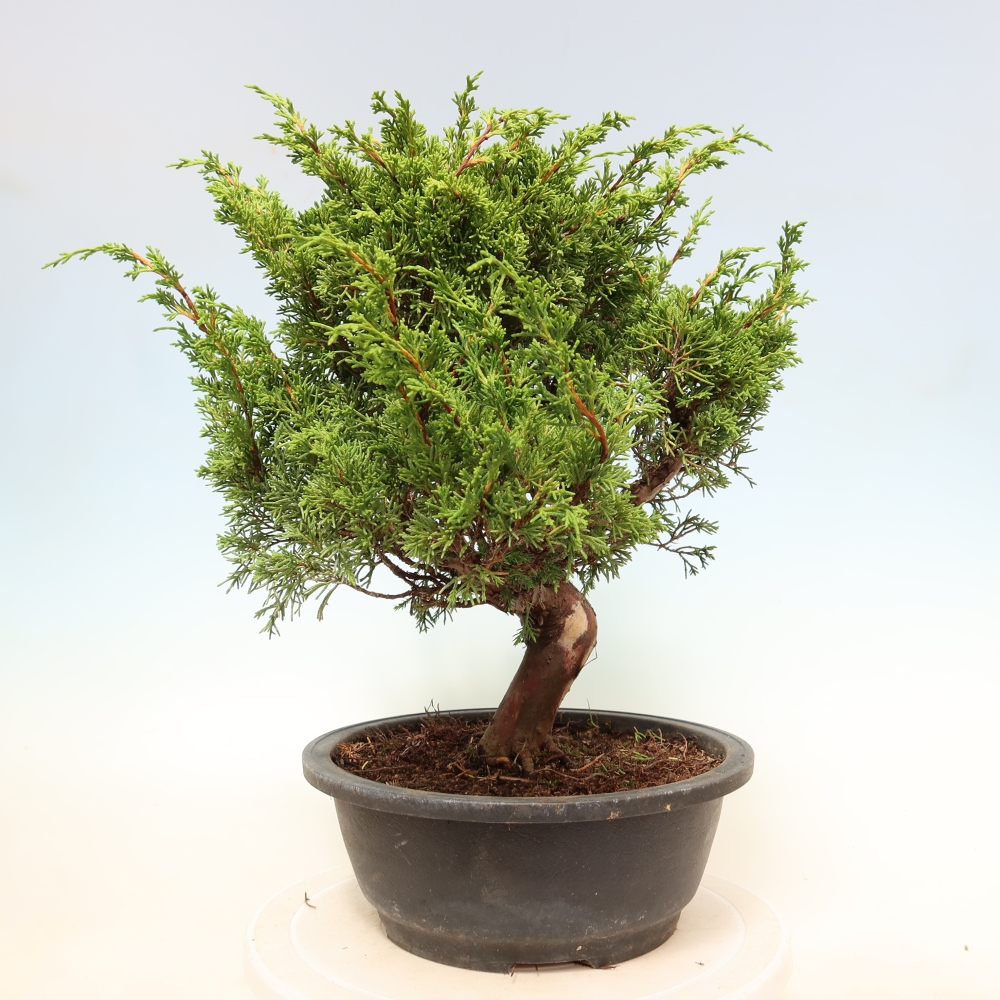 Outdoor Bonsai - Juniperus chinensis Itoigawa - Chinese Juniper