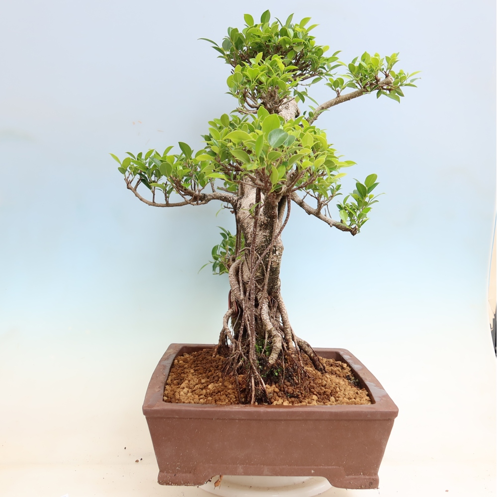 Room bonsai - Ficus kimmen - small-leaved ficus