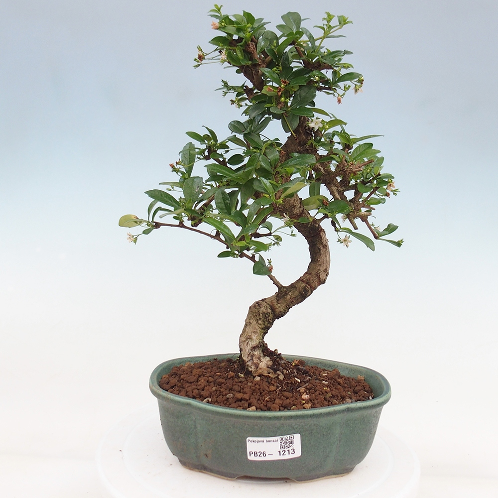 Room bonsai - Carmona macrophylla - Tea fuki