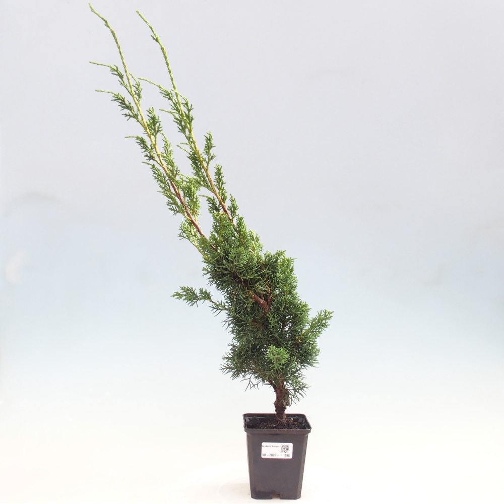 Outdoor bonsai - Juniperus chinensis Kishu