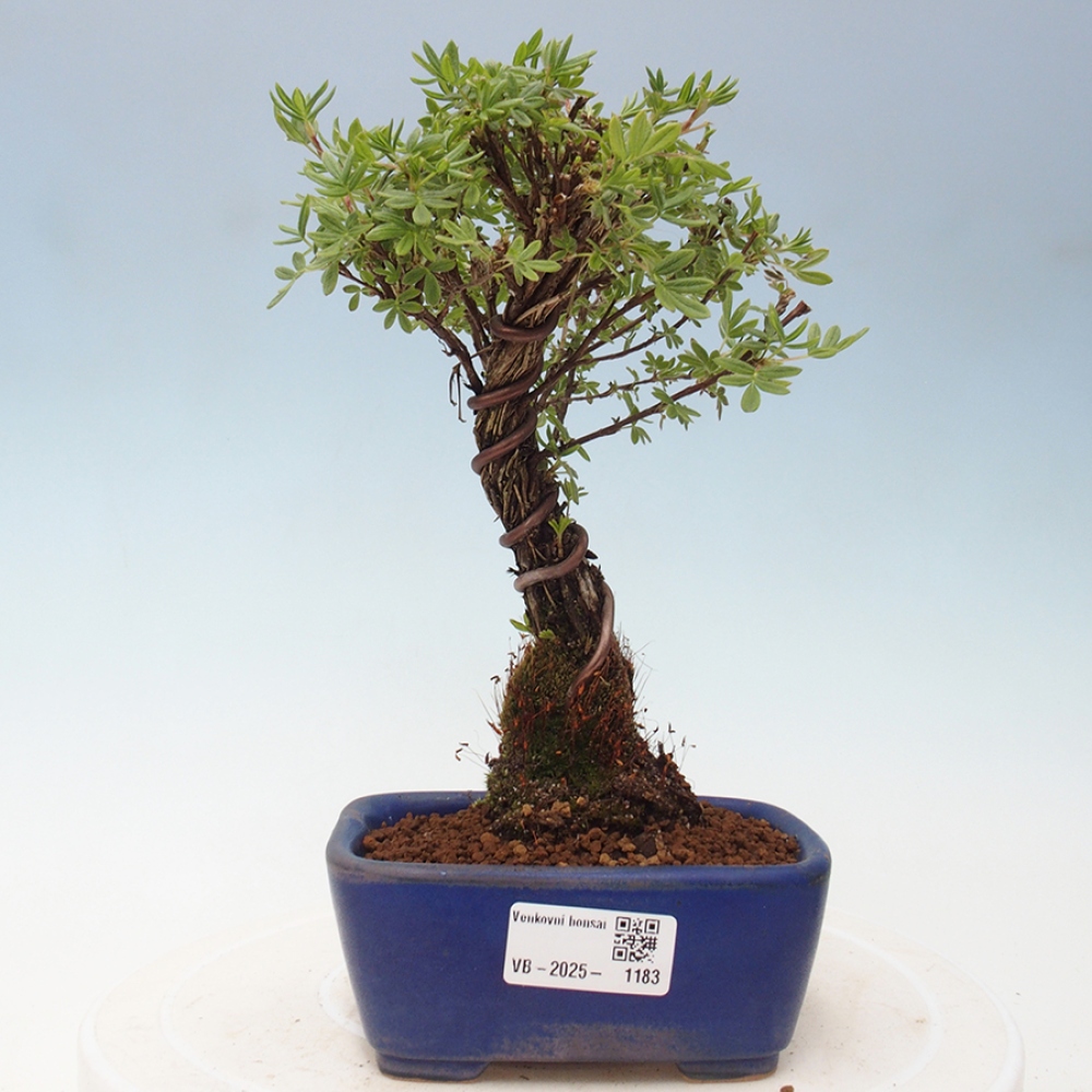 Outdoor bonsai-Cinquefoil - Potentila fruticosa yellow Bird