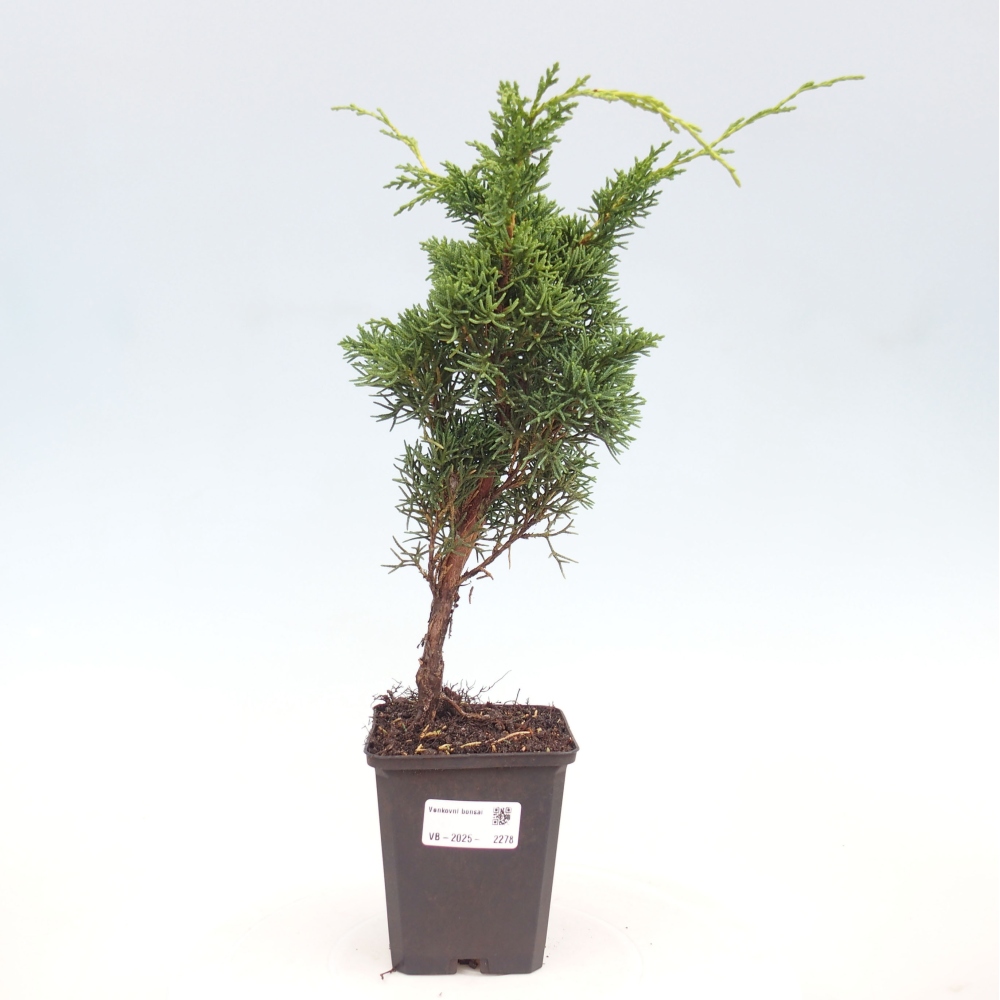 Outdoor bonsai - Juniperus chinensis Kishu - Chinese juniper