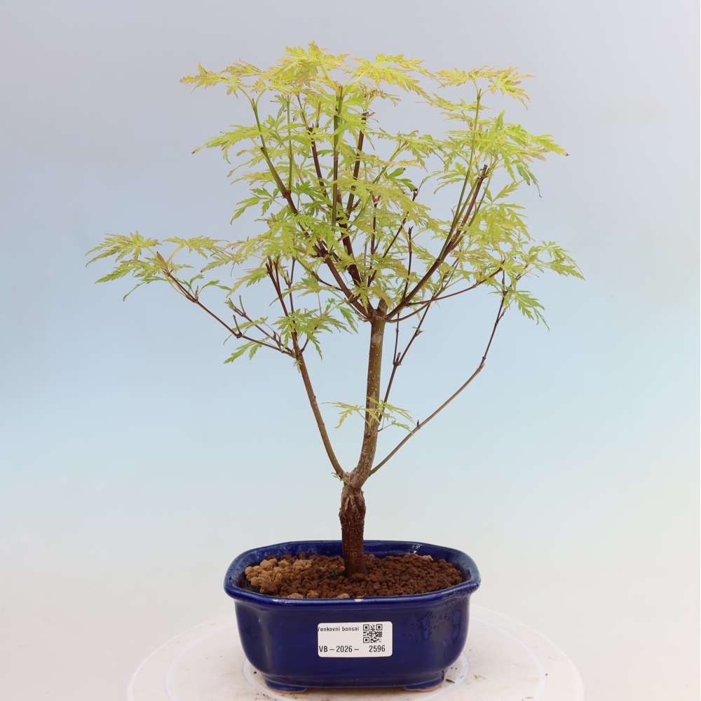 Outdoor Bonsai - Acer palmatum Dissectum - Japanese Maple 