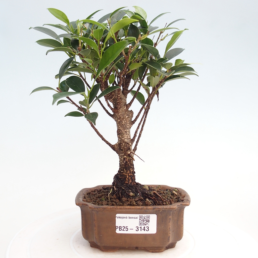 Room bonsai Ficus retusa kimmen