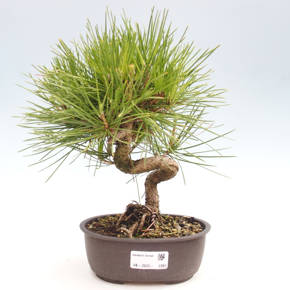 Outdoor bonsai - Pinus thunbergii - Thunbergia pine