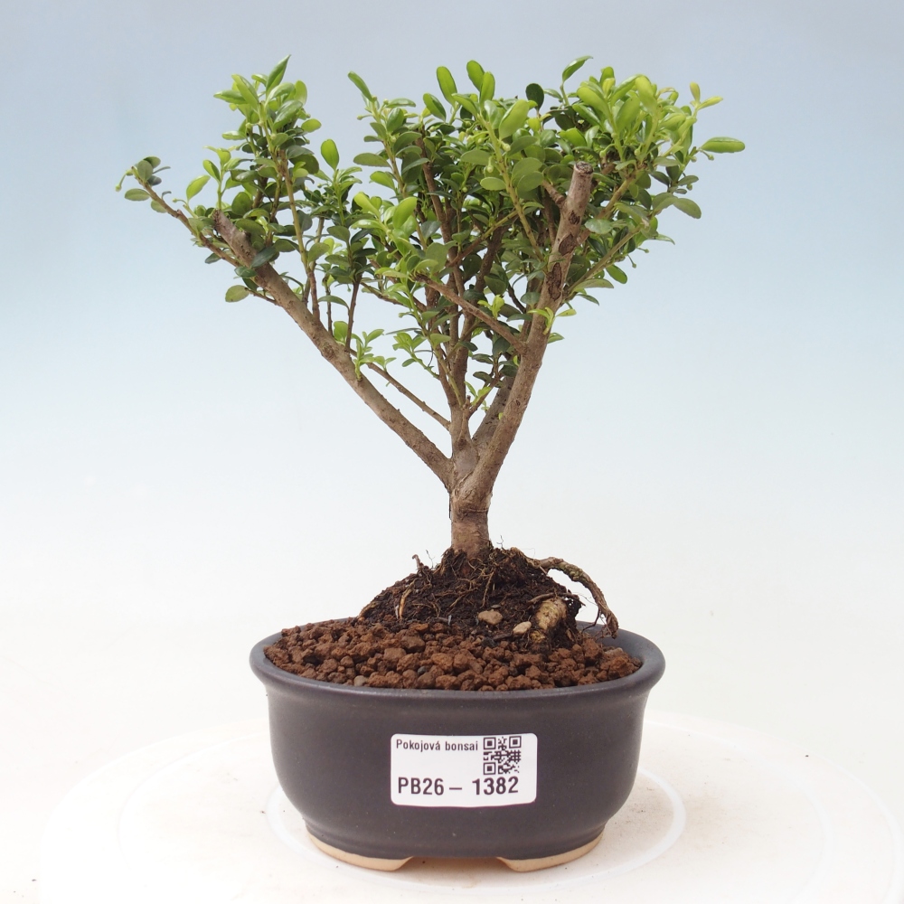 Room bonsai - Ilex crenata - Holly