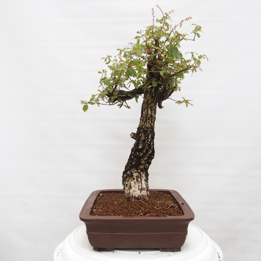 Yamadori - Quercus Ilex - Oak holly