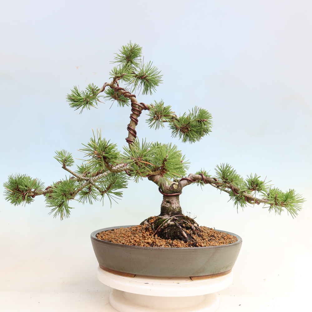 Outdoor Bonsai - Pinus mugo Humpy  - Mountain Pine