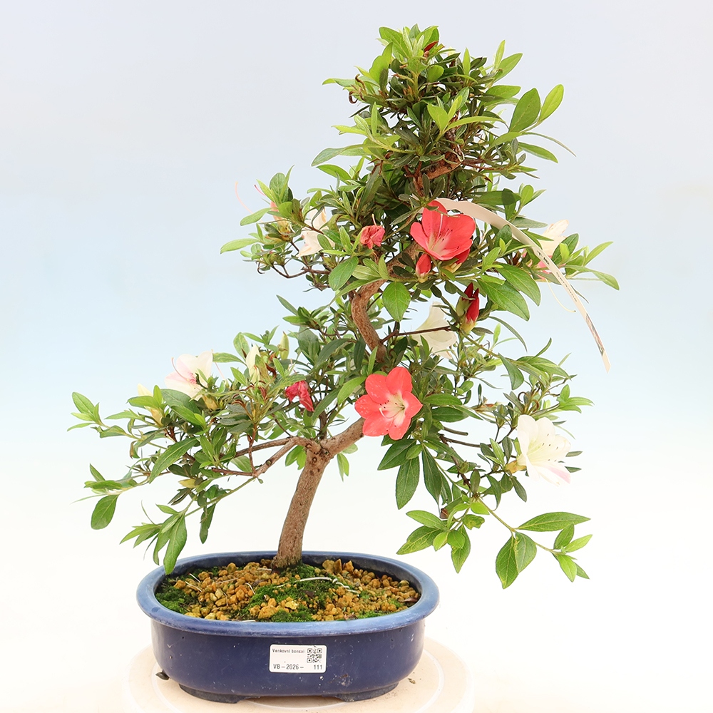 Outdoor bonsai - Japanese Azalea - Azalea Senhime