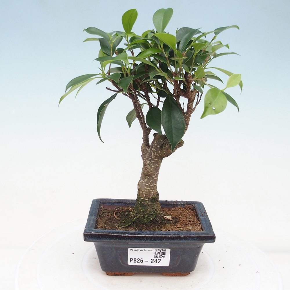 Room bonsai Ficus retusa kimmen