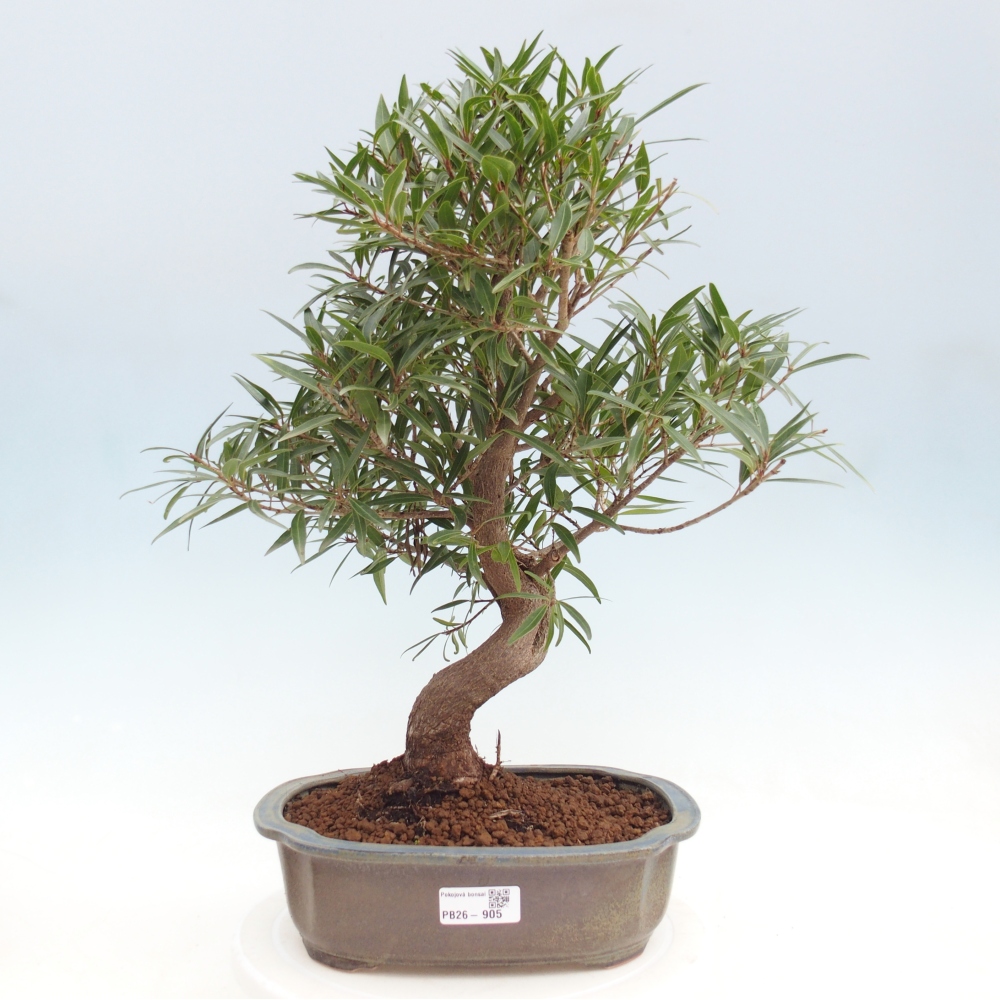 Room bonsai - Ficus nerifolia - small-leaved ficus