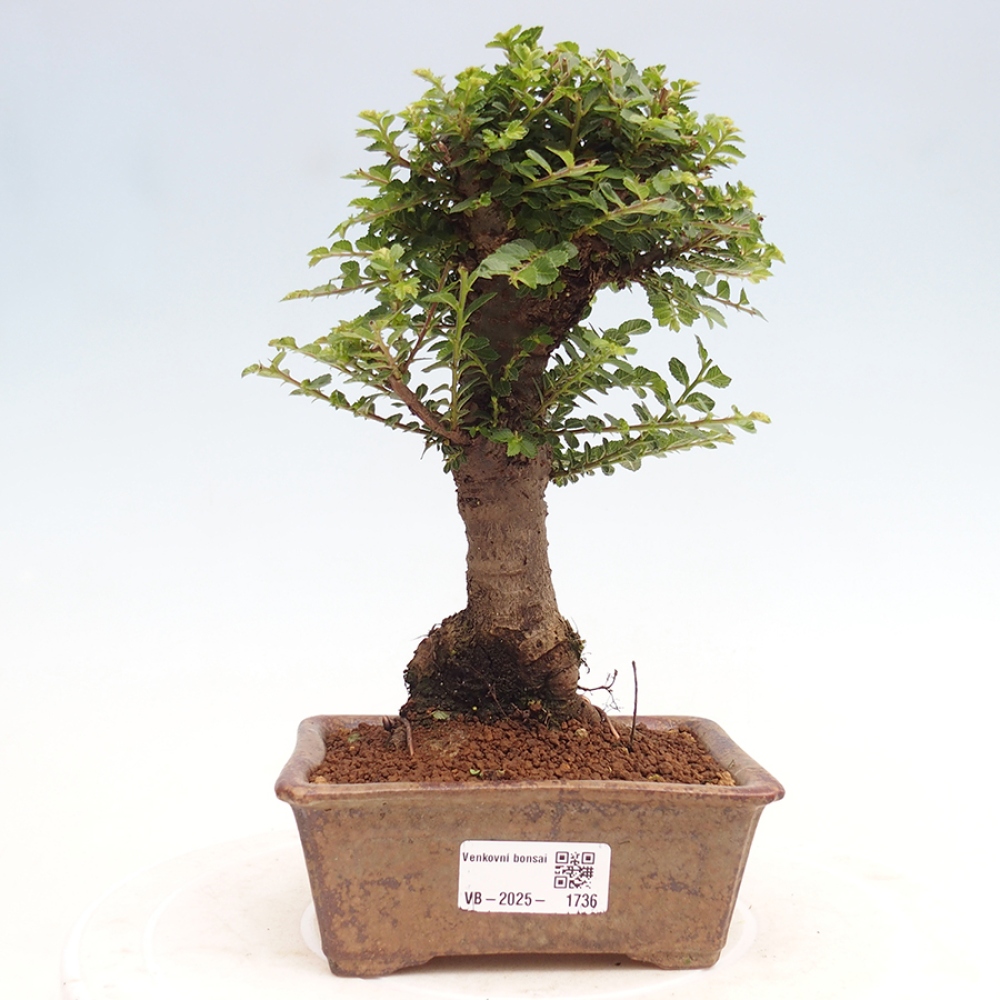 Outdoor bonsai - Ulmus parvifolia Hokkaido - Chinese elm