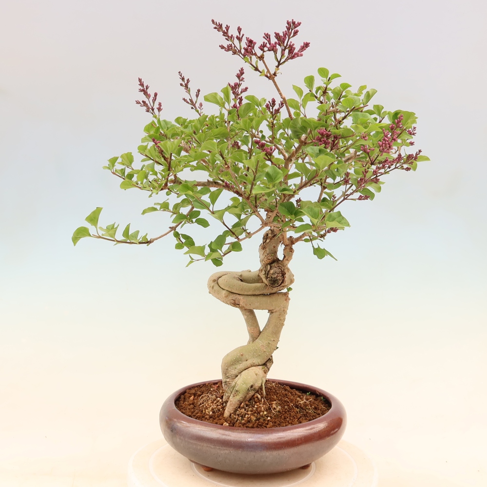 Outdoor bonsai - Syringa microphylla - small-flowered lilac
