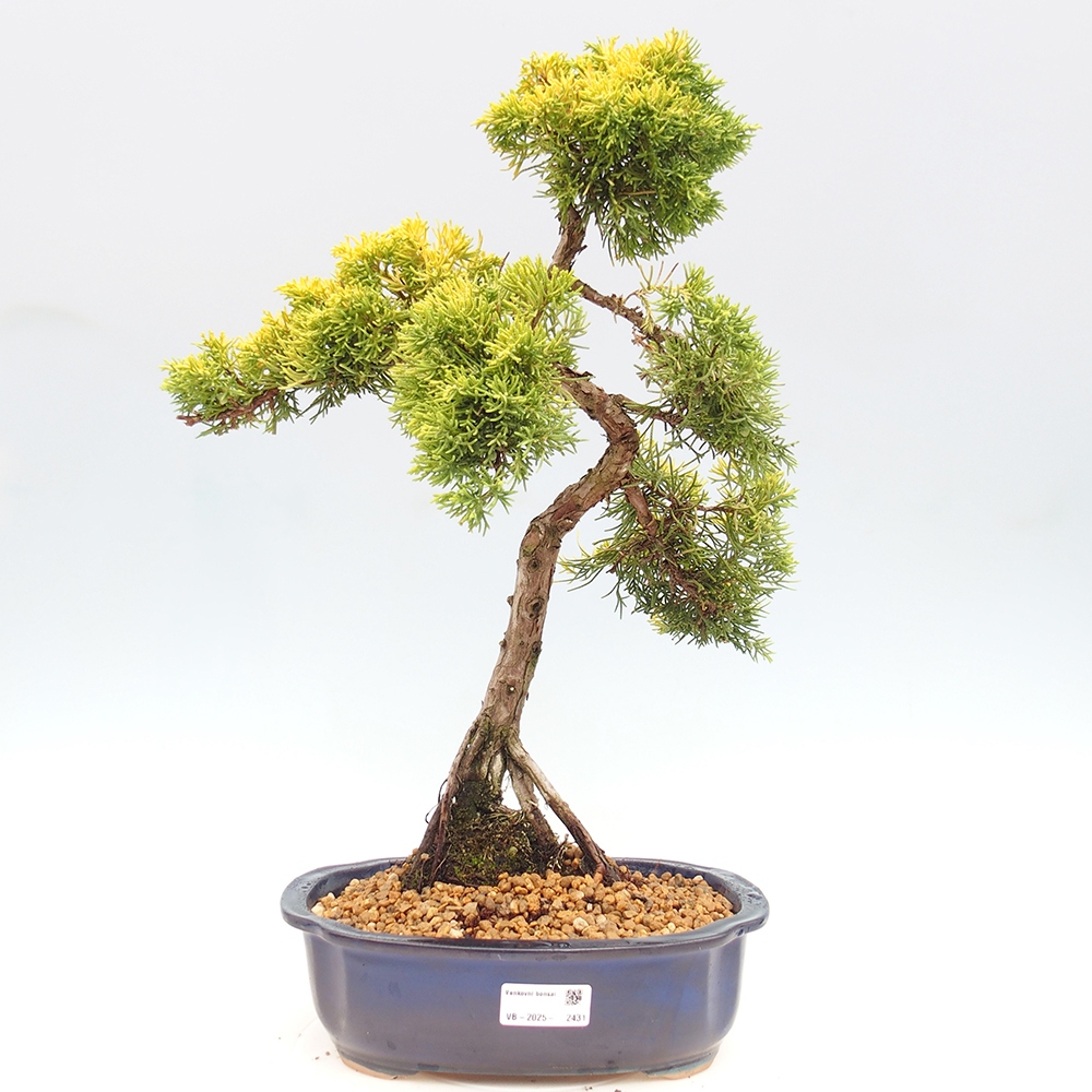 Outdoor bonsai - Juniperus chinensis plumosa aurea - Chinese golden juniper