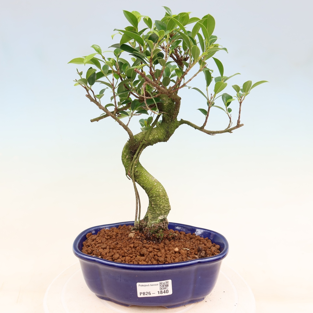 Room bonsai - Ficus retusa - small-leaved ficus