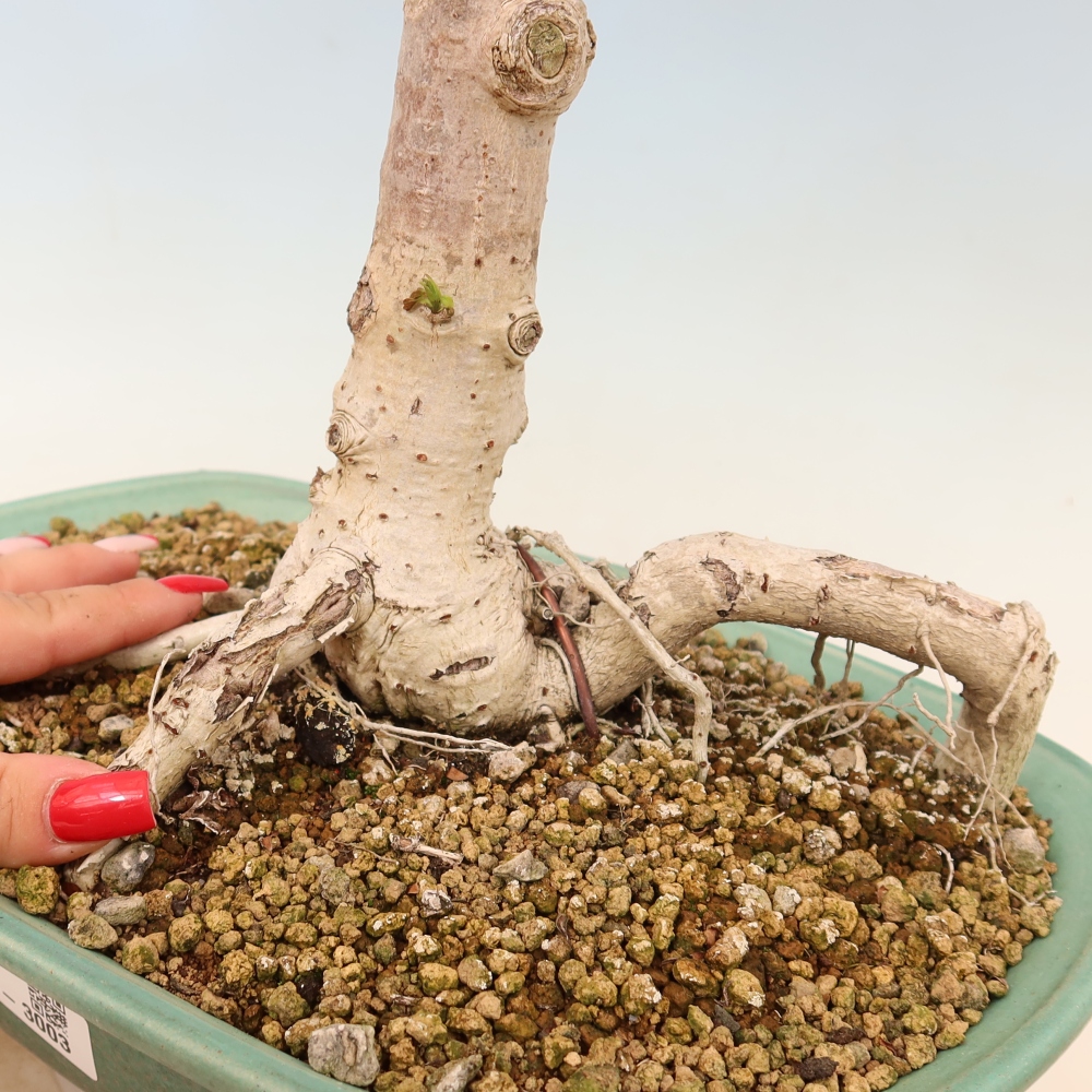 Indoor bonsai - Hibiscus tiliaceus - Sea Hibiscus