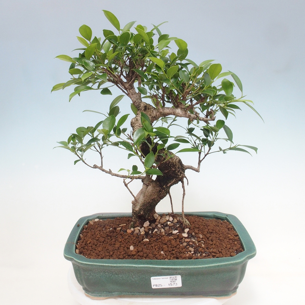 Indoor bonsai - Ficus kimmen - small-leaved ficus